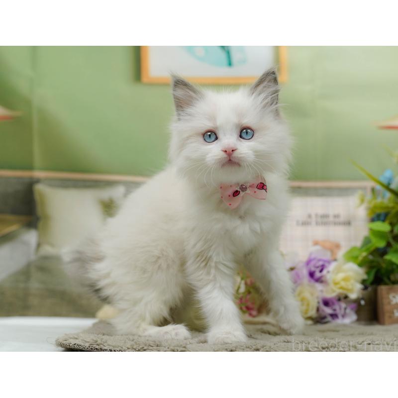 販売中の神奈川県のラグドール-135885の7枚目