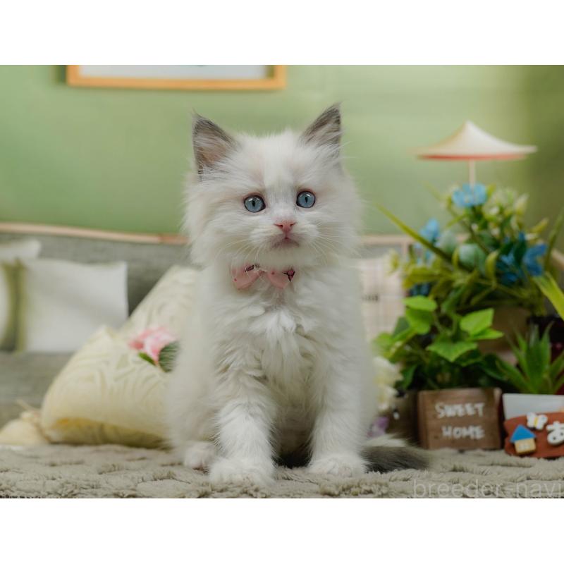 販売中の神奈川県のラグドール-135885の6枚目