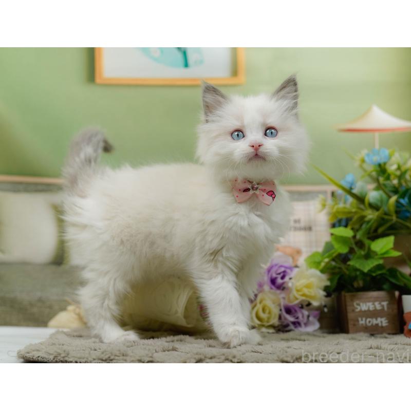 販売中の神奈川県のラグドール-135885の5枚目