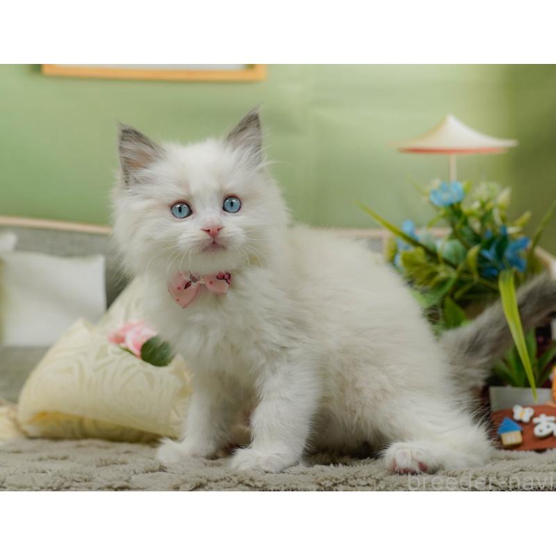 販売中の神奈川県のラグドール-135885の4枚目