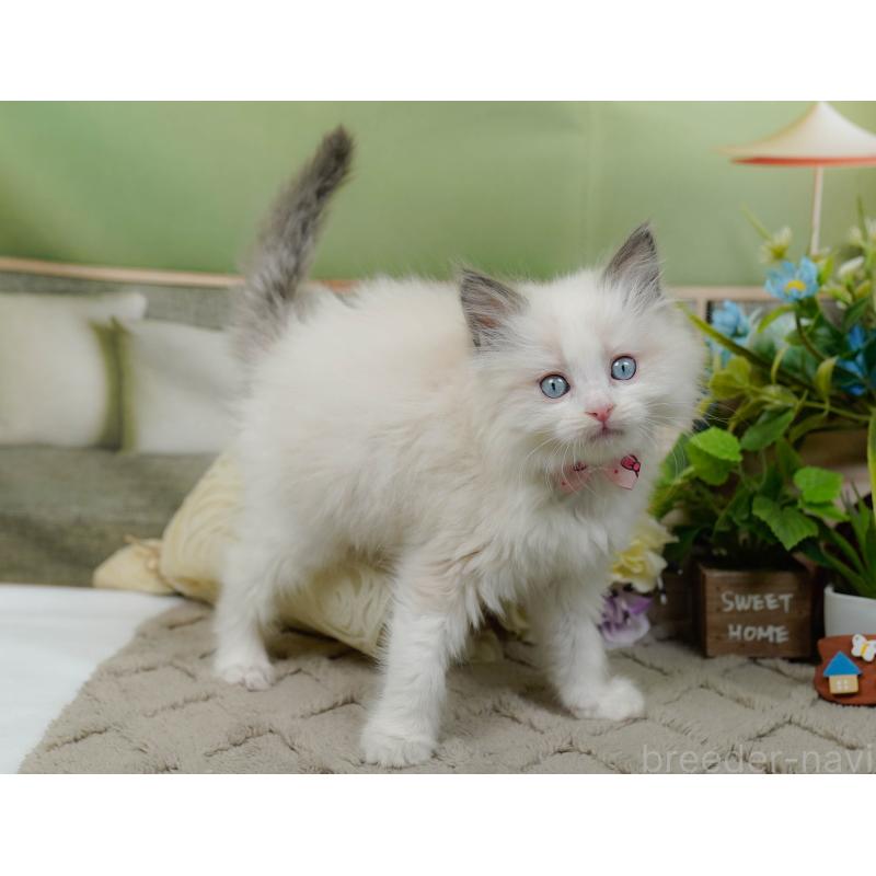 販売中の神奈川県のラグドール-135885の3枚目