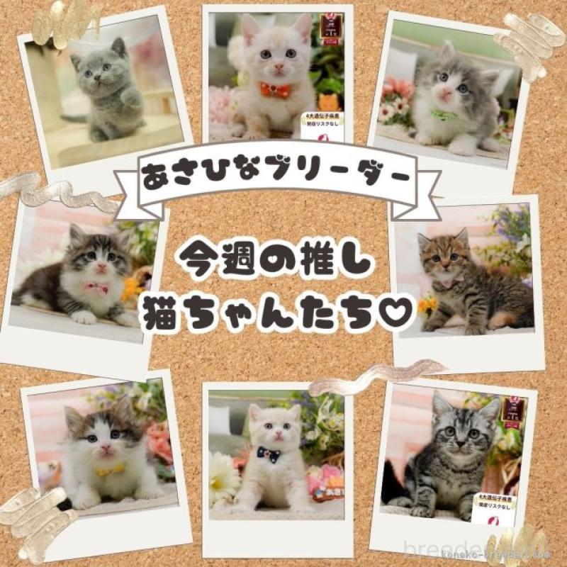 販売中の神奈川県のラグドール-135880の15枚目