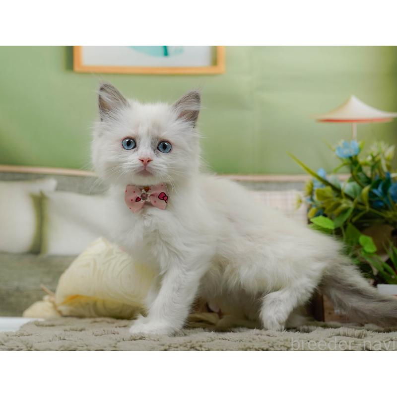 販売中の神奈川県のラグドール-135880の10枚目