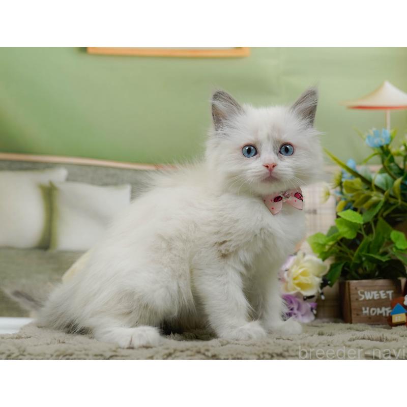 販売中の神奈川県のラグドール-135880の9枚目