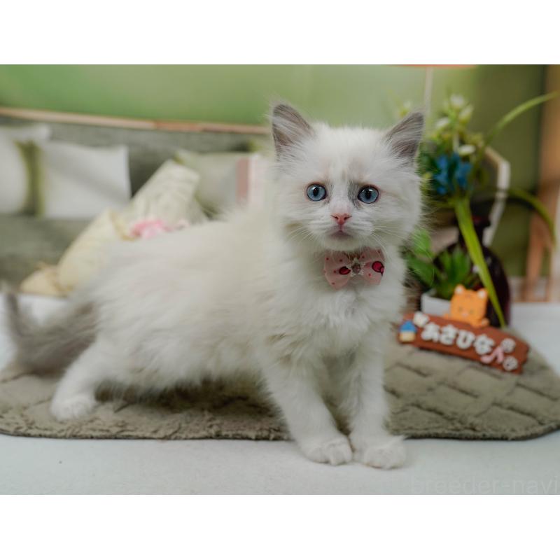 販売中の神奈川県のラグドール-135880の8枚目