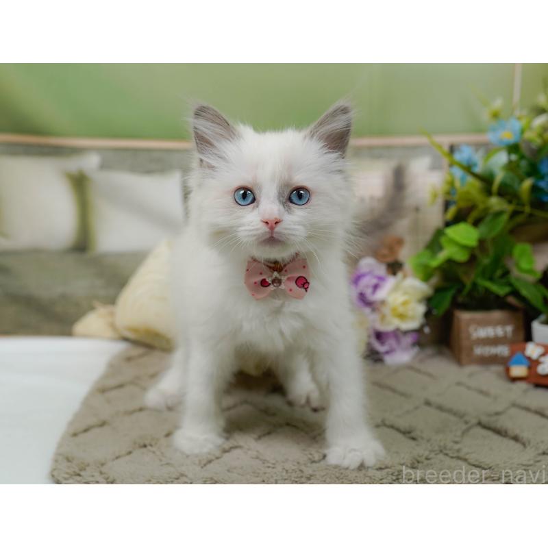 販売中の神奈川県のラグドール-135880の7枚目