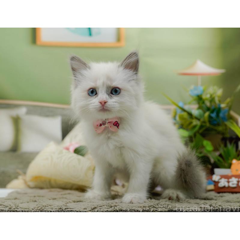 販売中の神奈川県のラグドール-135880の6枚目