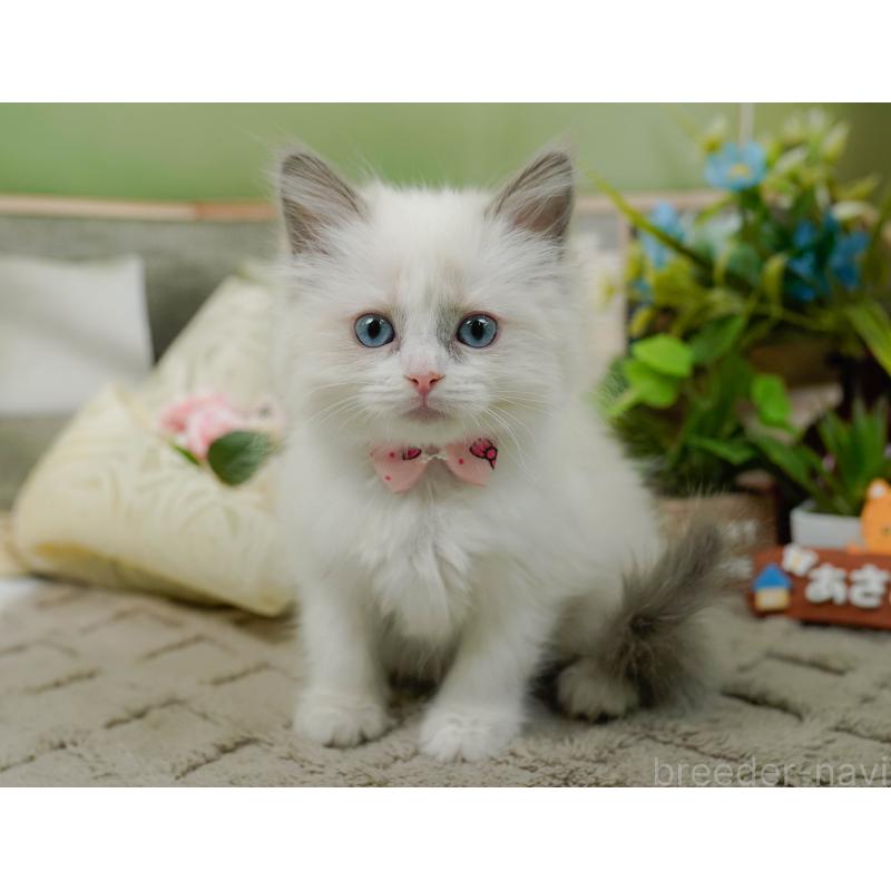 販売中の神奈川県のラグドール-135880の5枚目