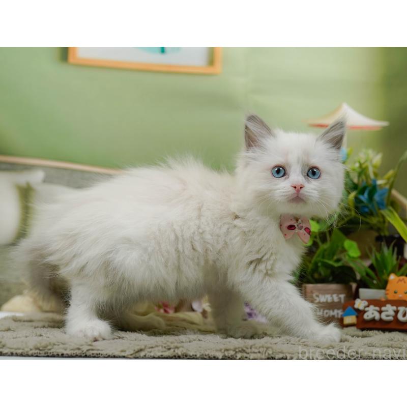 販売中の神奈川県のラグドール-135880の4枚目