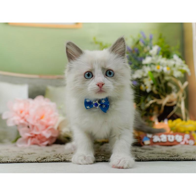 販売中の神奈川県のラグドール-135881の10枚目