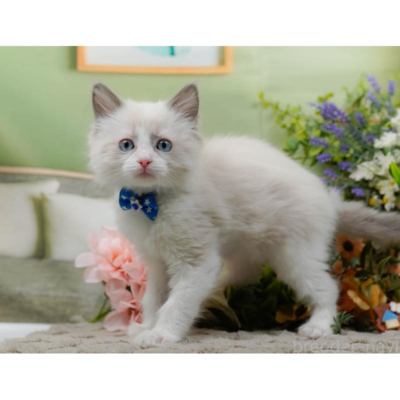 販売中の神奈川県のラグドール-135881の9枚目