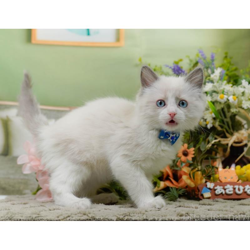 販売中の神奈川県のラグドール-135881の8枚目