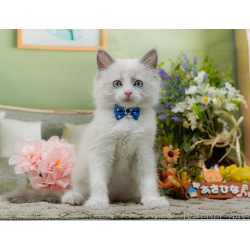 販売中の神奈川県のラグドール-135881の7枚目