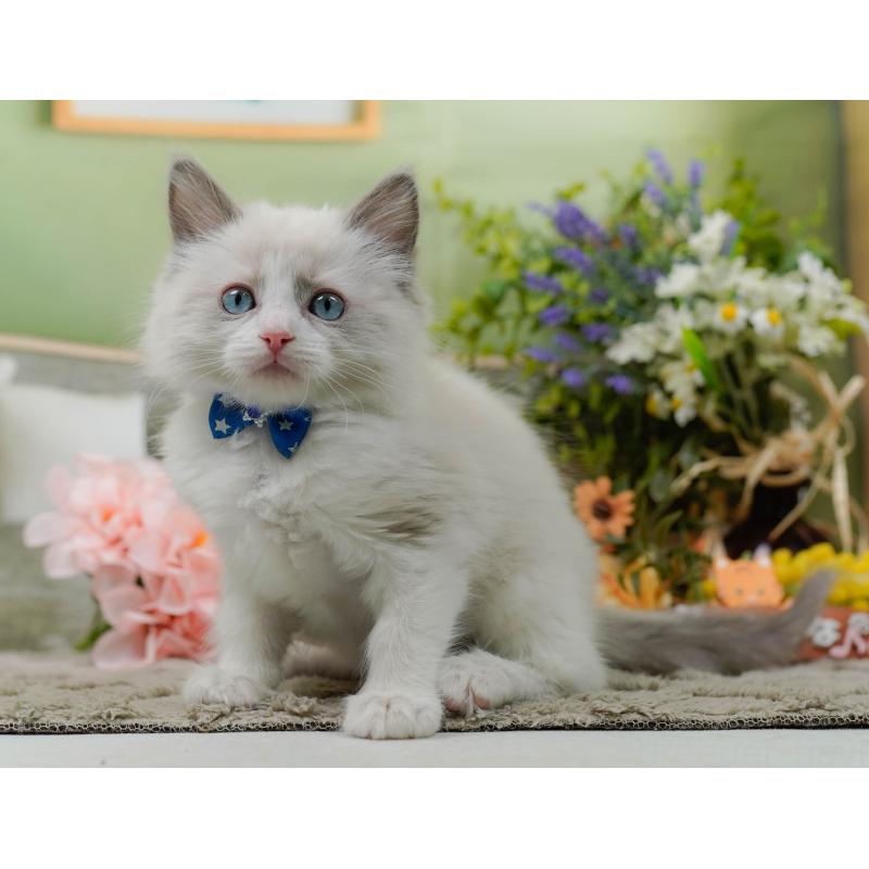 販売中の神奈川県のラグドール-135881の6枚目