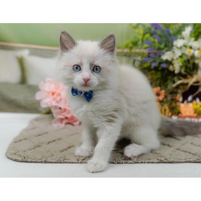 販売中の神奈川県のラグドール-135881の5枚目