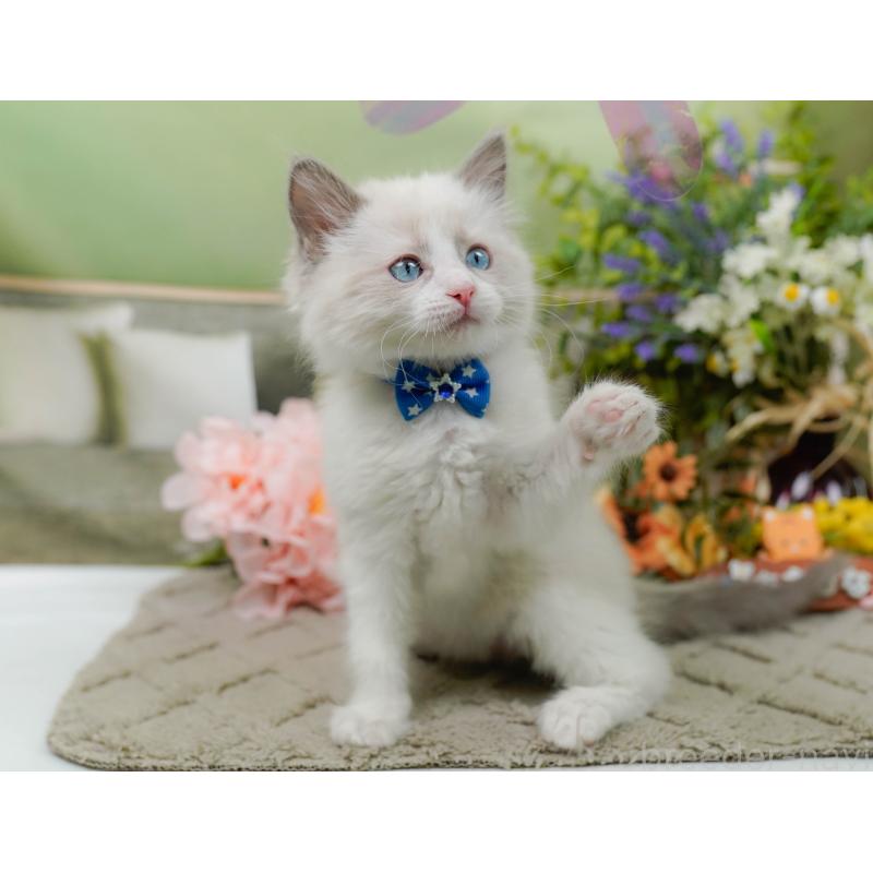 販売中の神奈川県のラグドール-135881の4枚目