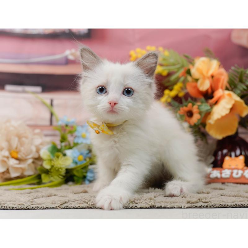 販売中の神奈川県のラグドール-135882の10枚目