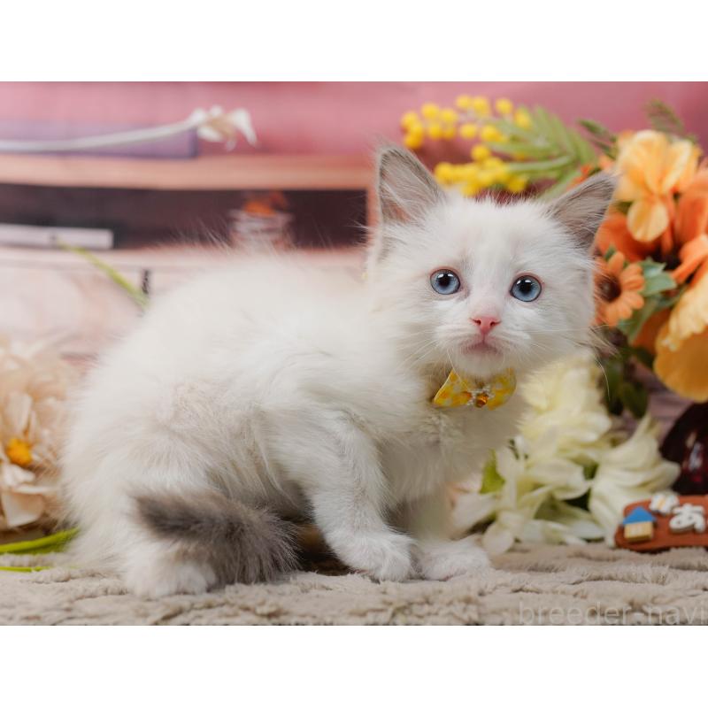 販売中の神奈川県のラグドール-135882の8枚目