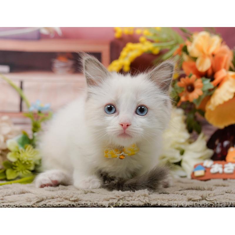 販売中の神奈川県のラグドール-135882の7枚目