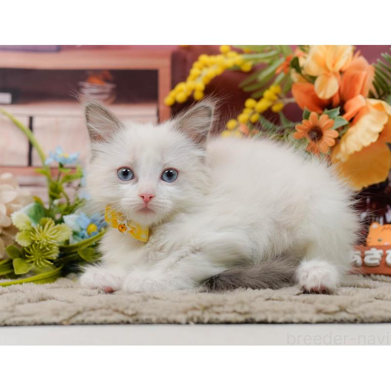 販売中の神奈川県のラグドール-135882の6枚目