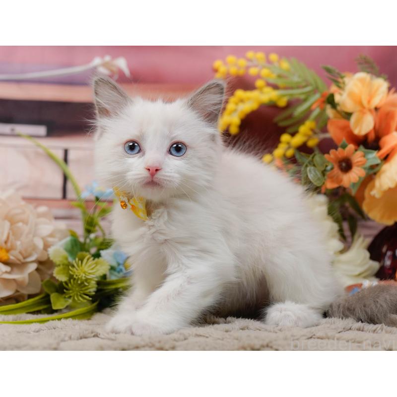 販売中の神奈川県のラグドール-135882の5枚目