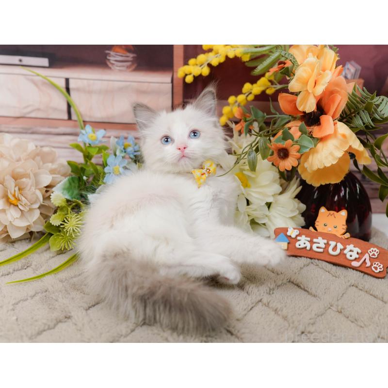 販売中の神奈川県のラグドール-135882の3枚目