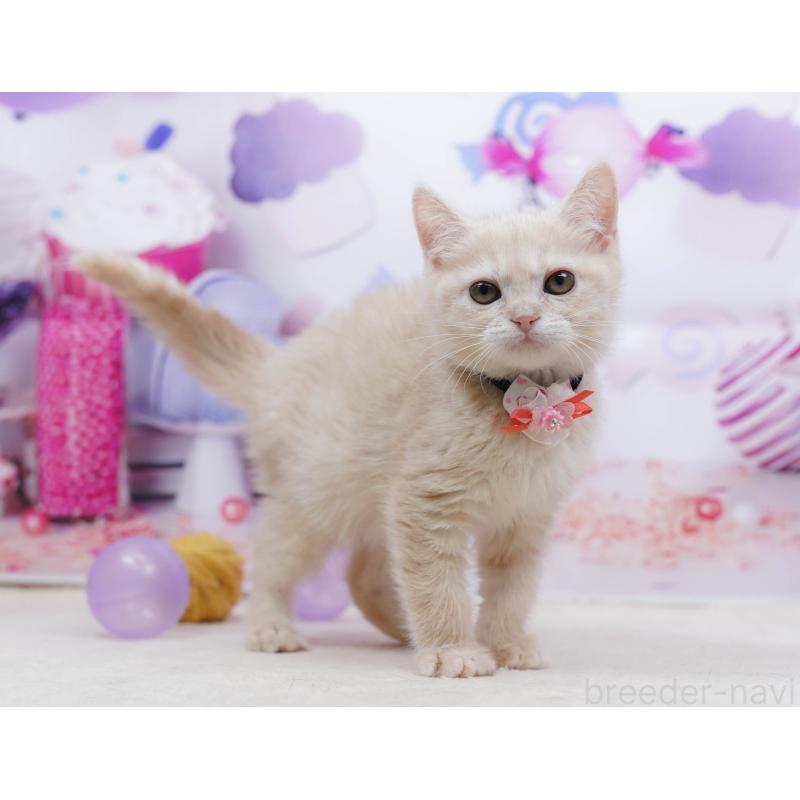 販売中の千葉県のマンチカン-135855の10枚目