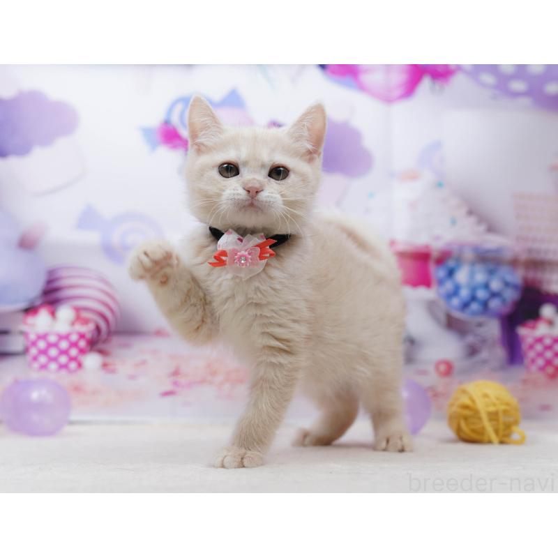 販売中の千葉県のマンチカン-135855の8枚目