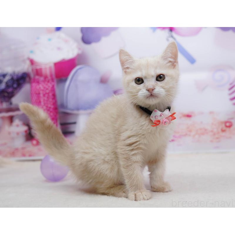 販売中の千葉県のマンチカン-135855の7枚目