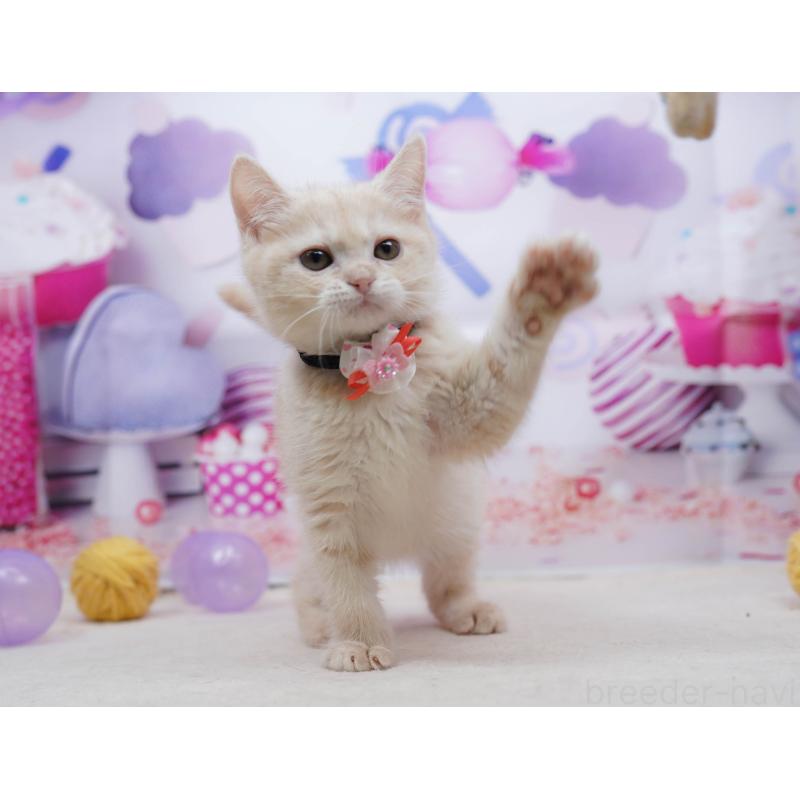 販売中の千葉県のマンチカン-135855の6枚目