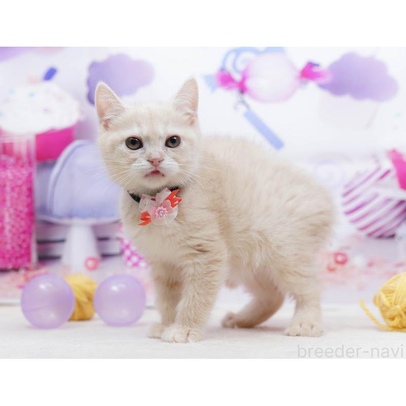 販売中の千葉県のマンチカン-135855の5枚目