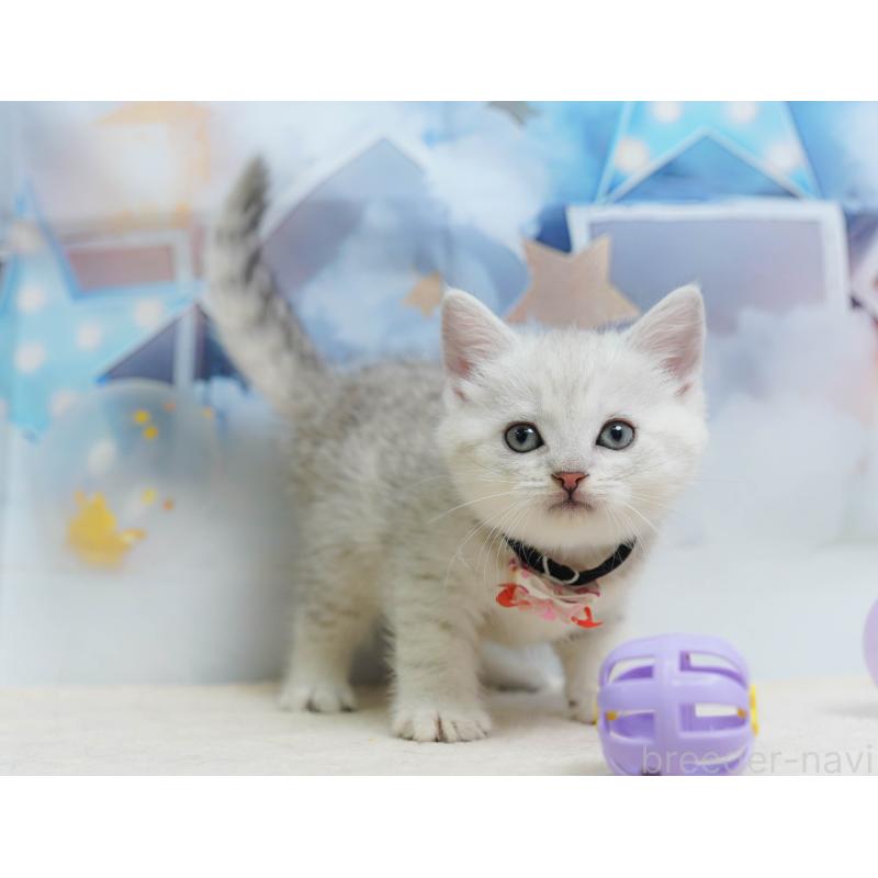 販売中の千葉県のミヌエット-135854の9枚目