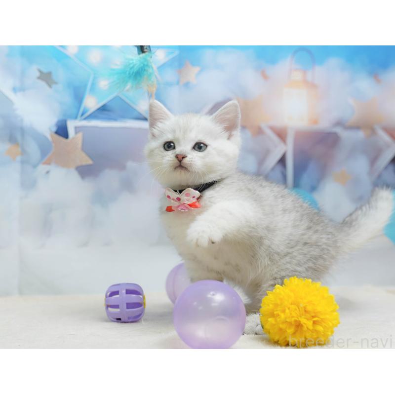 販売中の千葉県のミヌエット-135854の6枚目