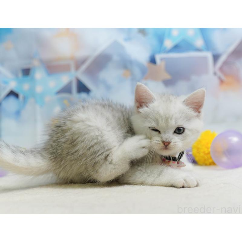 販売中の千葉県のミヌエット-135854の5枚目