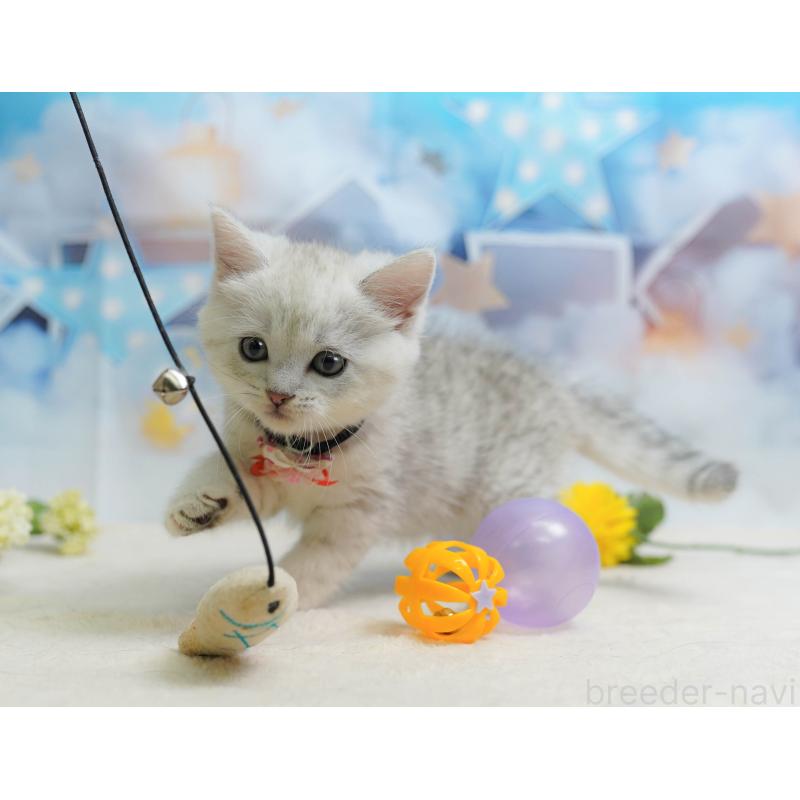 販売中の千葉県のミヌエット-135854の3枚目