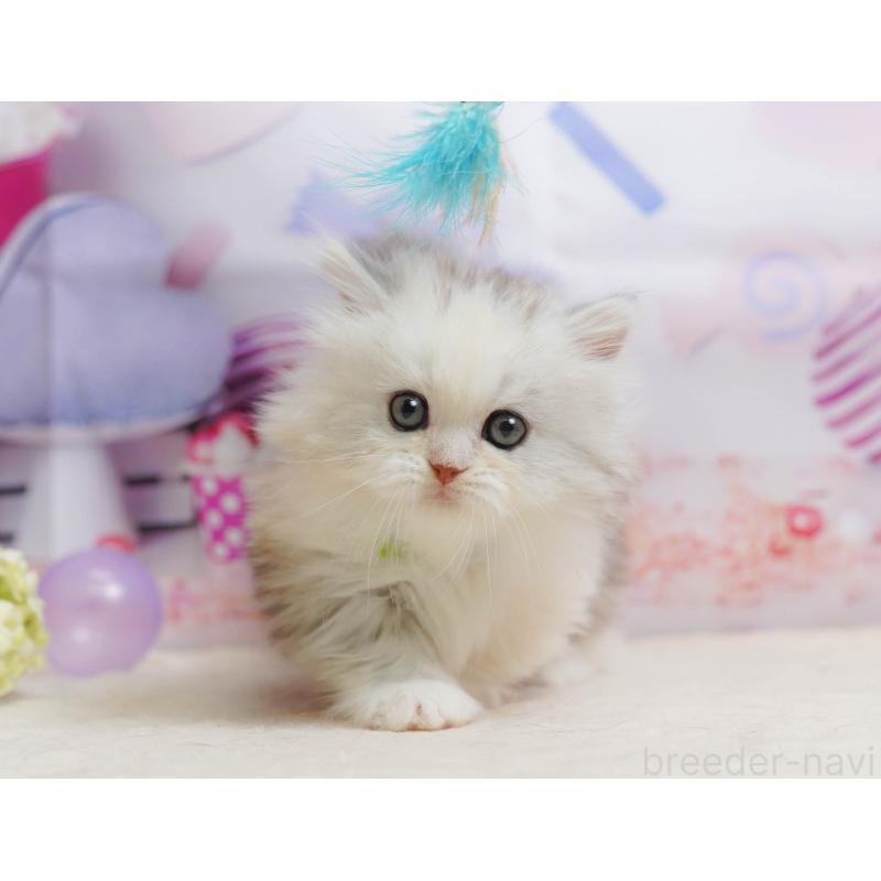 販売中の千葉県のミヌエット-135853の10枚目