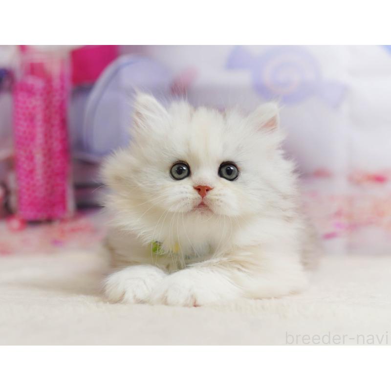 販売中の千葉県のミヌエット-135853の9枚目