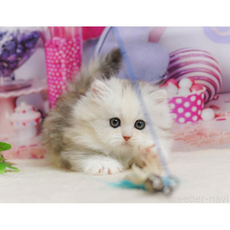 販売中の千葉県のミヌエット-135853の8枚目