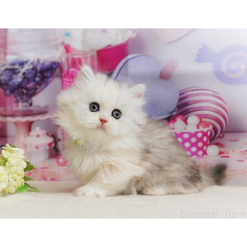 販売中の千葉県のミヌエット-135853の7枚目