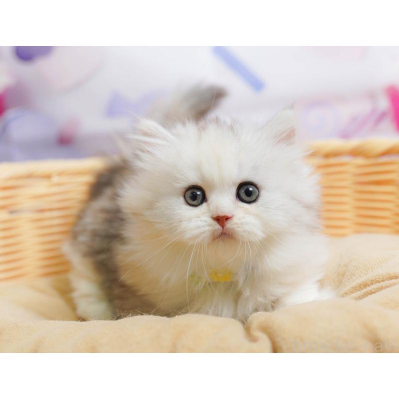 販売中の千葉県のミヌエット-135853の6枚目