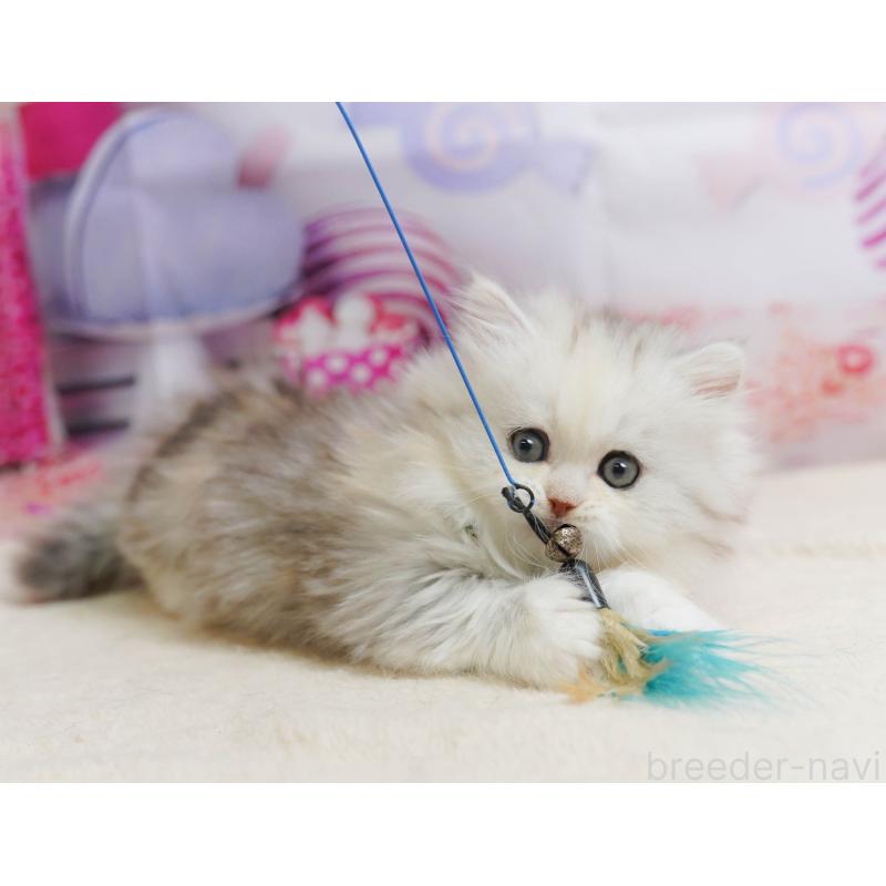 販売中の千葉県のミヌエット-135853の5枚目