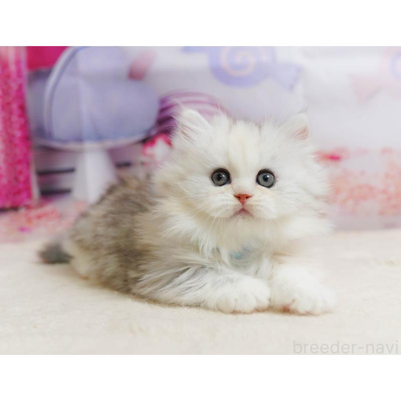 販売中の千葉県のミヌエット-135853の3枚目