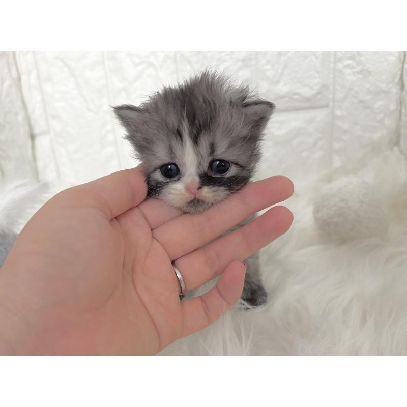 成約済の福岡県のミヌエット-134861の7枚目