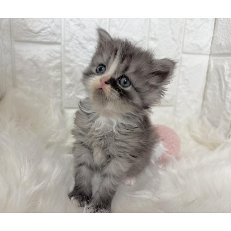 成約済の福岡県のミヌエット-134861の6枚目