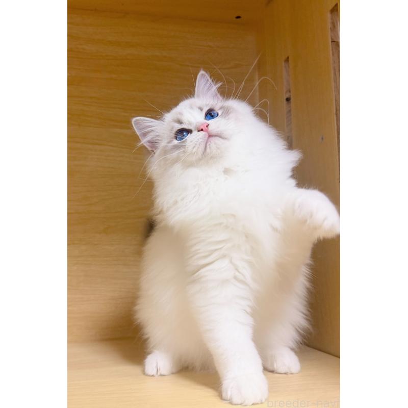 販売中の神奈川県のラグドール-131409