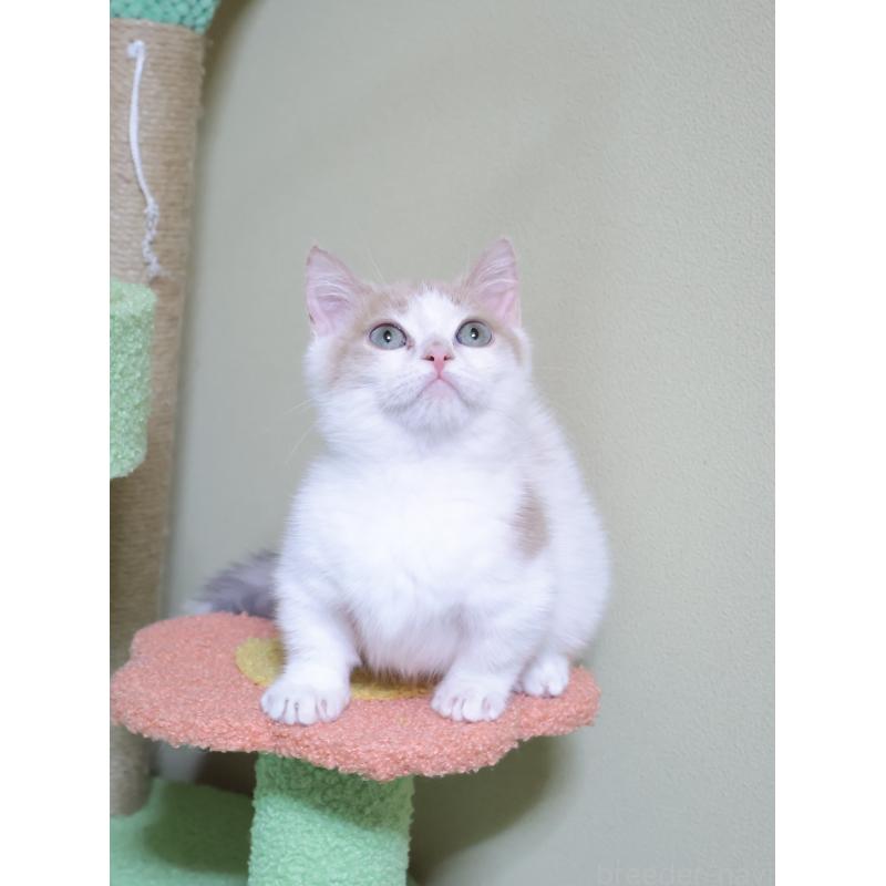 販売中の埼玉県のマンチカン(短足)-135826の6枚目