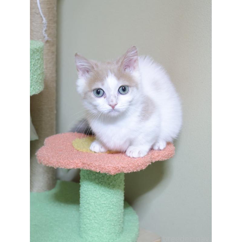 販売中の埼玉県のマンチカン(短足)-135826の5枚目