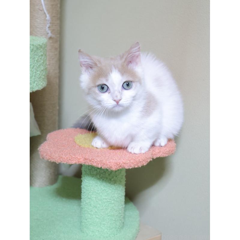 販売中の埼玉県のマンチカン(短足)-135826の4枚目