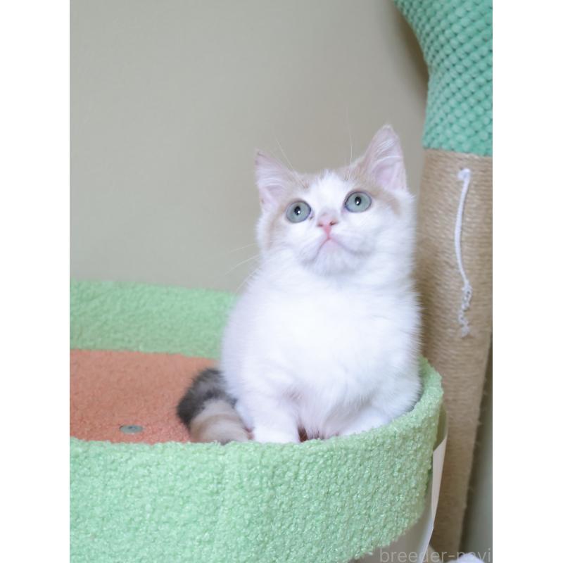 販売中の埼玉県のマンチカン(短足)-135826の3枚目