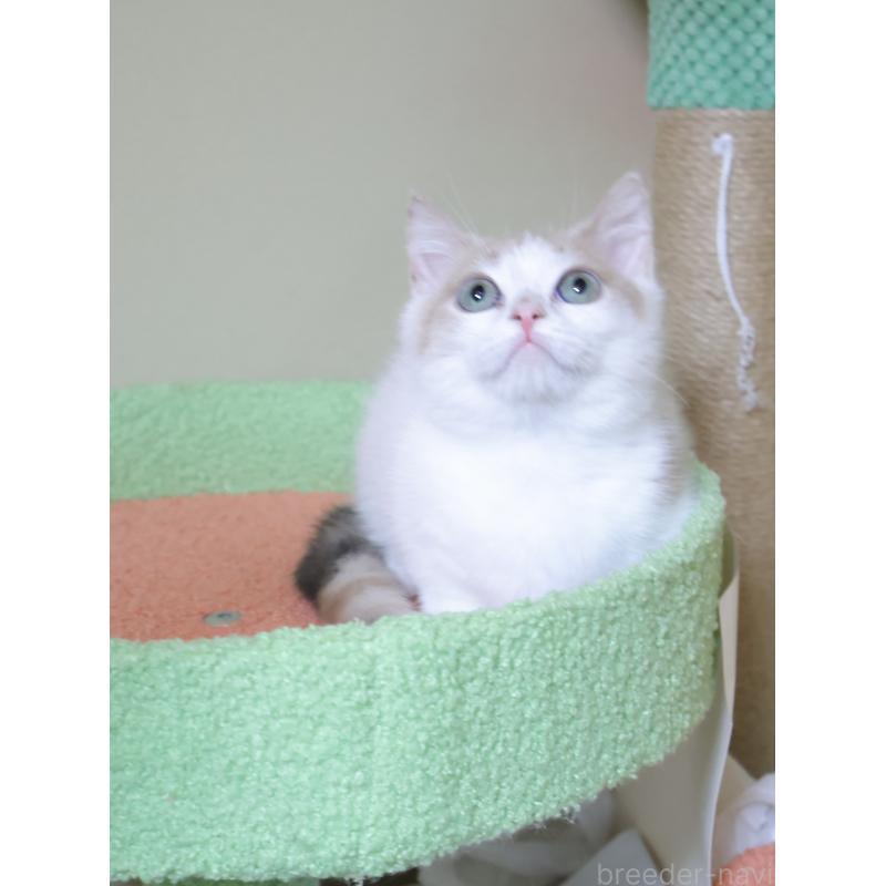 販売中の埼玉県のマンチカン(短足)-135826の2枚目